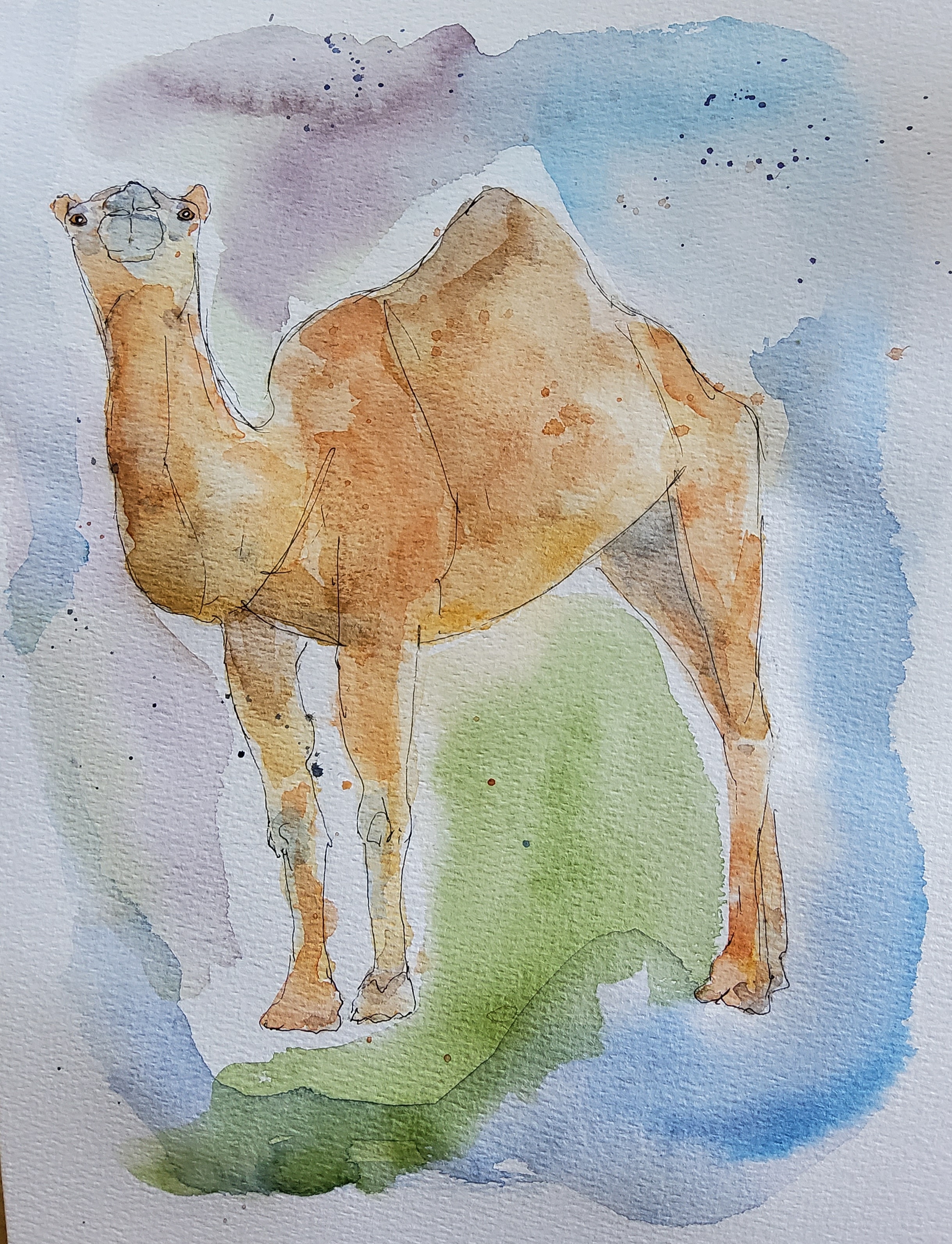 Camel